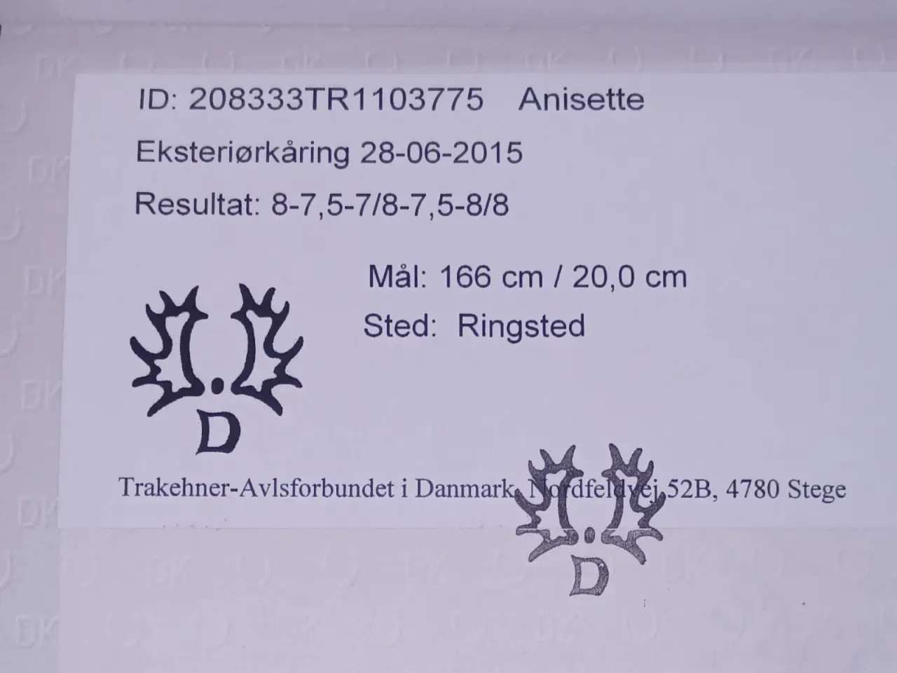 Billede 10 - Smuk trakehner hoppe
