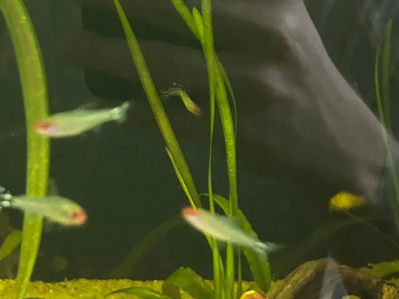 Billede 8 - 🔥🐟 Rødnæsetetra – perfekte stimefisk til akvarie