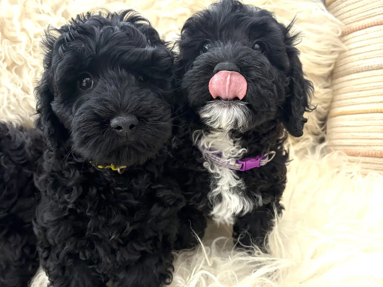 Billede 11 - De smukkeste små fine Cavapoo drenge
