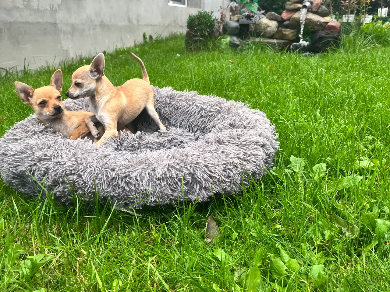 Billede 2 - CHIHUAHUA