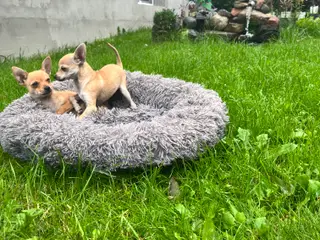 CHIHUAHUA - 2