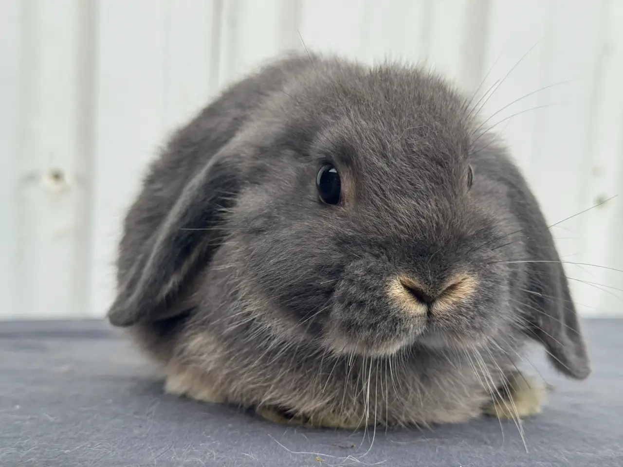 Billede 2 - Dværgvædder/Mini lop hunkanin
