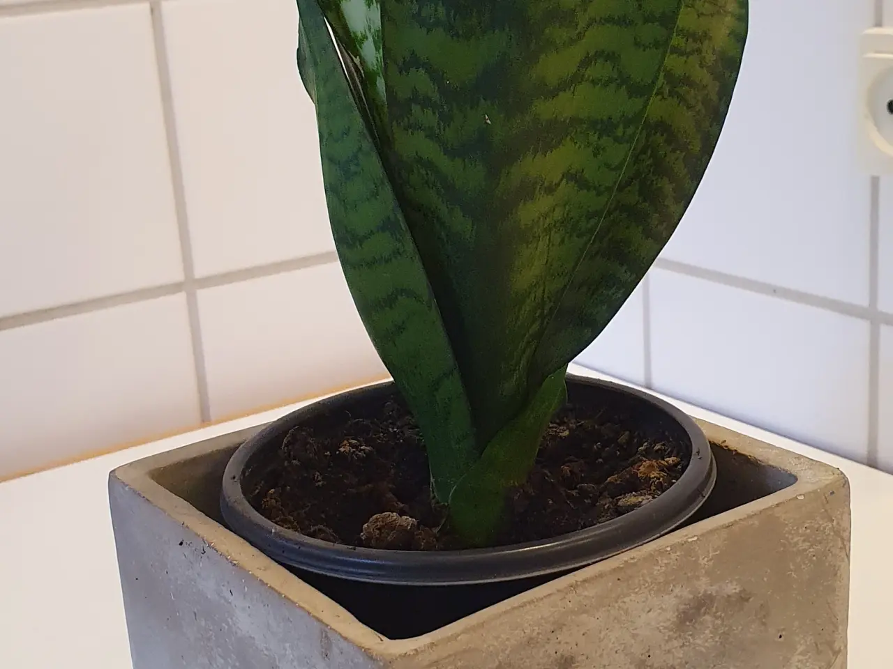 Billede 20 - stueplanter, grønne planter