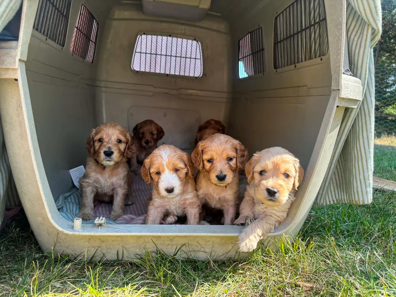 Billede 1 - Cockapoo/cockerpoo hvalpe fra stueopdræt ❤️