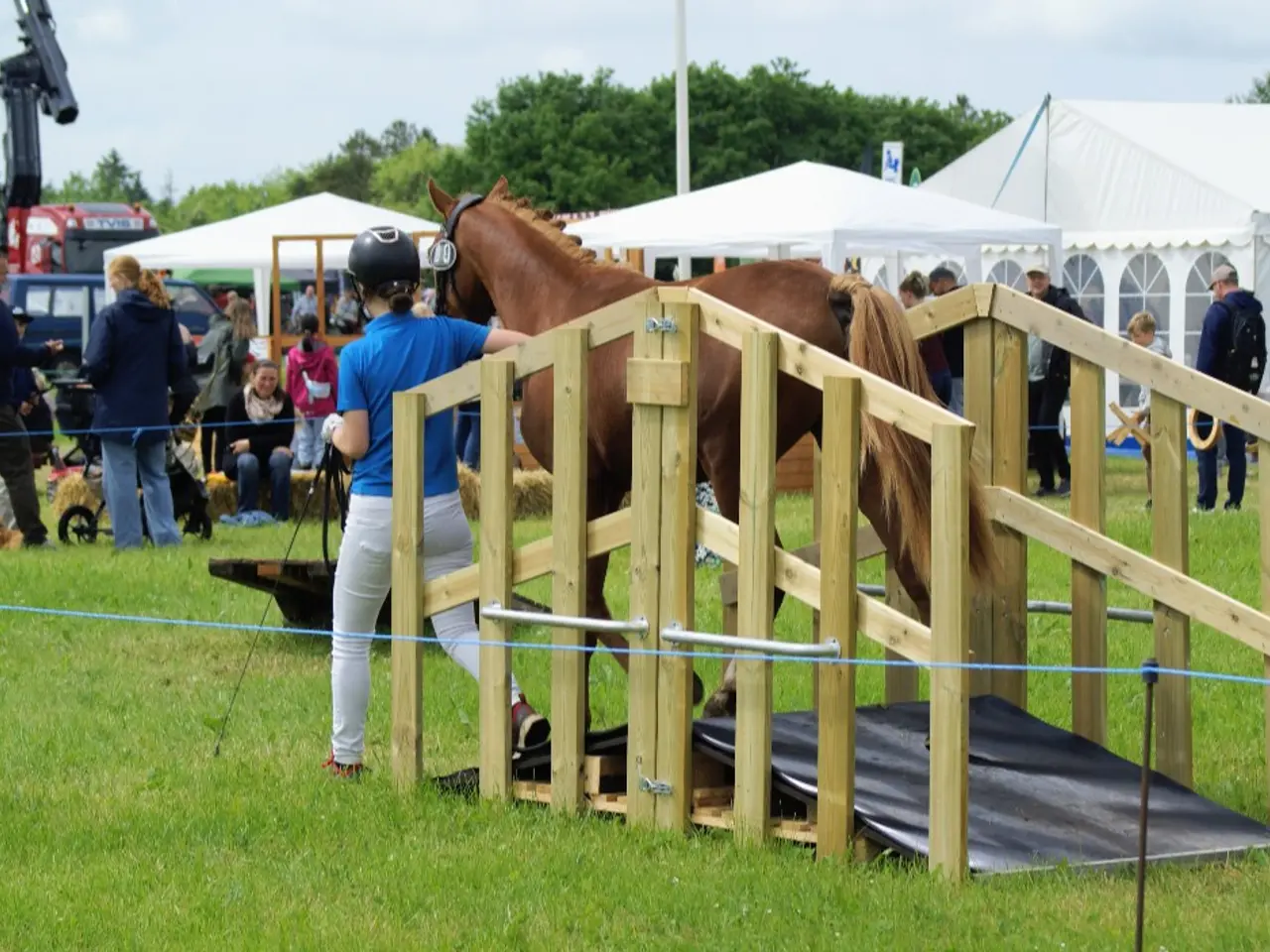 Billede 9 - Dansk Sports pony kat. 1