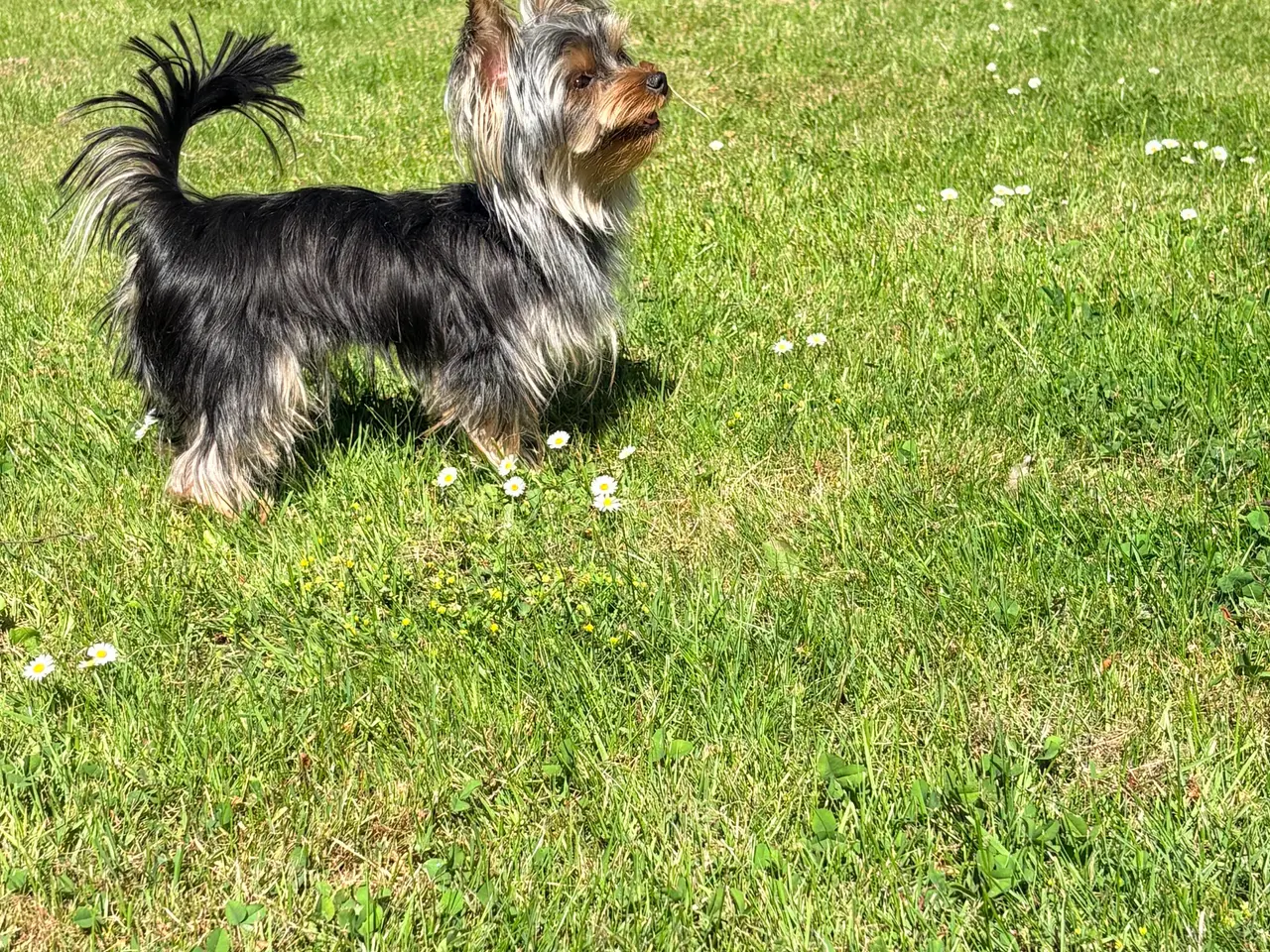 Billede 5 - Skøn og selskabelig Yorkshire Terrier på 11 mdr