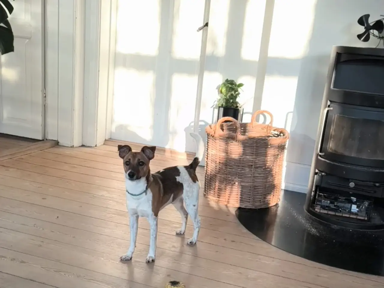 Billede 5 - Dansk svensk gårdhund
