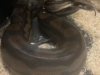 Konge boa dreng