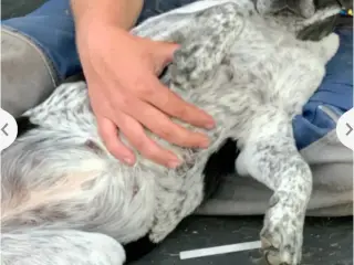 🐾❤️ 6 SKØNNE LABRADOR-BLANDINGSHVALPE SØGER DERES