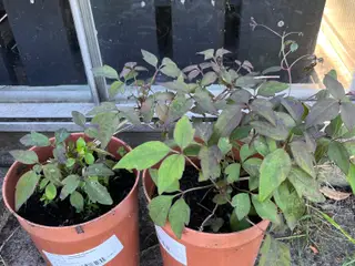 Clematis 