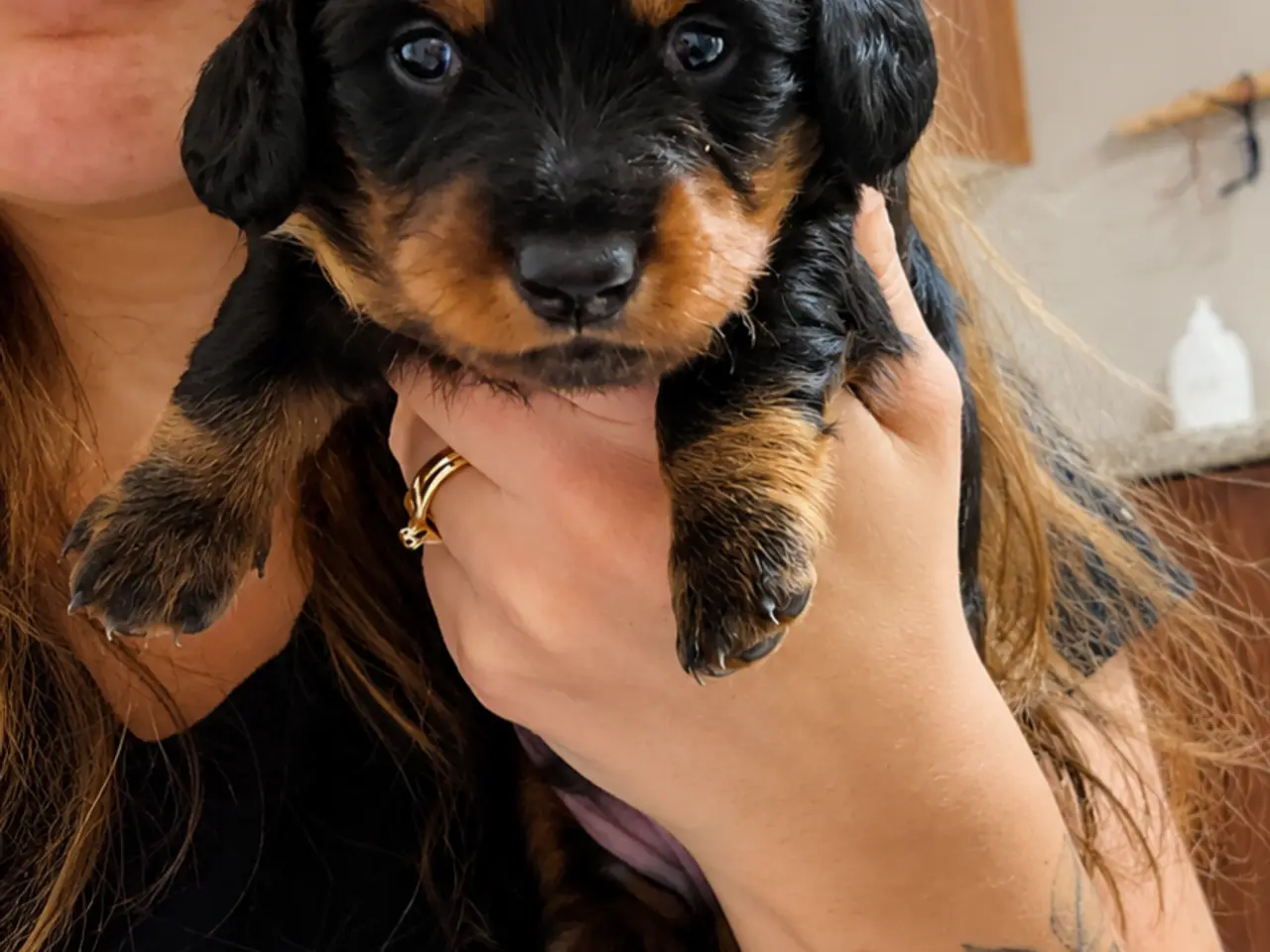 Billede 5 - Langhåret mini gravhundehvalpe