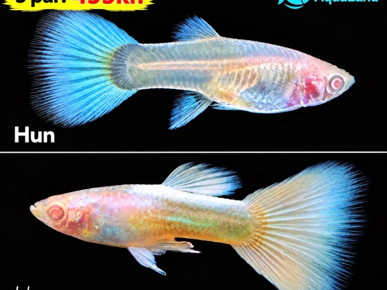 Billede 1 - Flotte Albino full platinum guppy