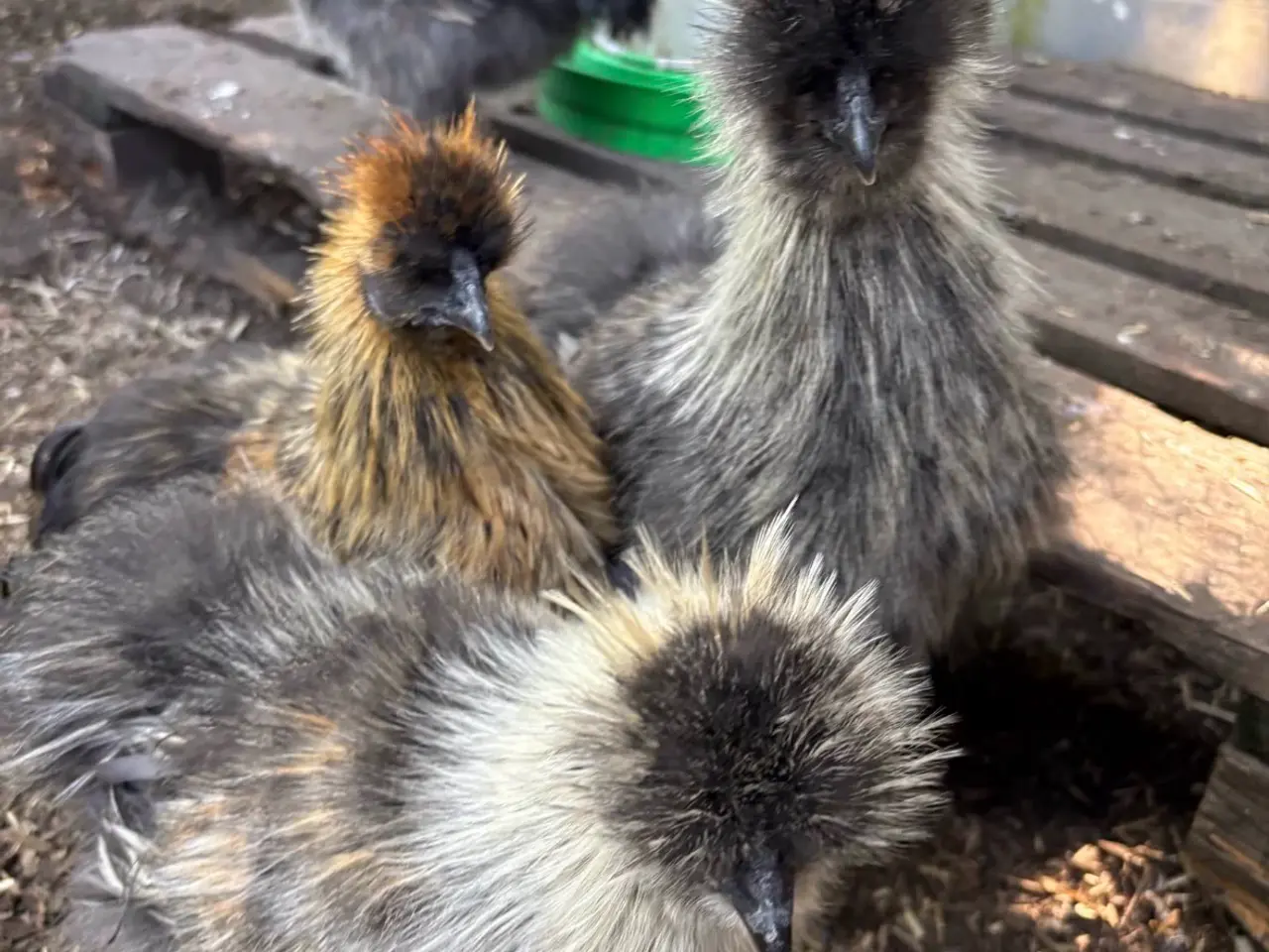 Billede 3 - Silkiehaner GRATIS / Silkie roosters FREE