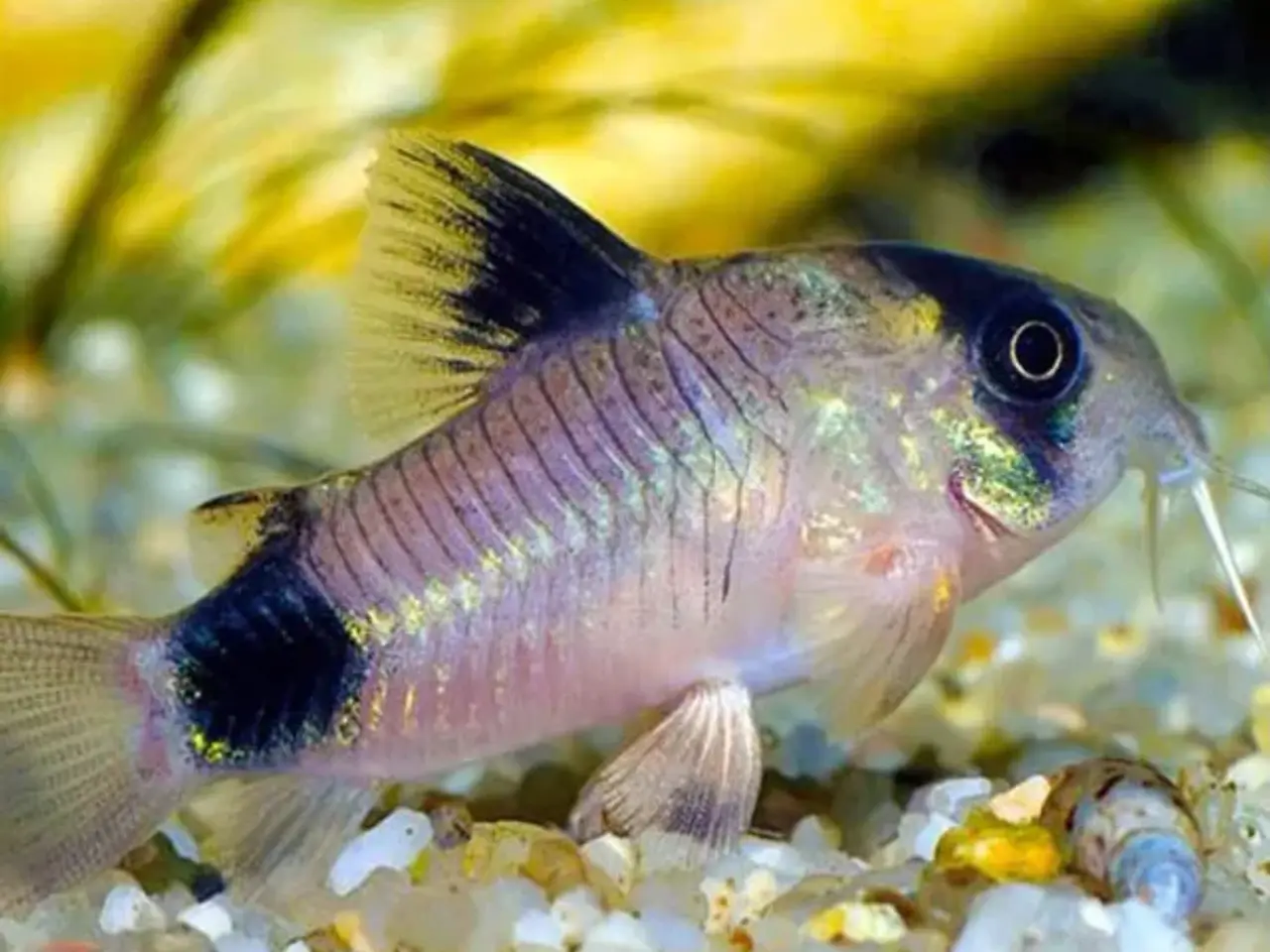 Billede 1 - Corydoras panda
