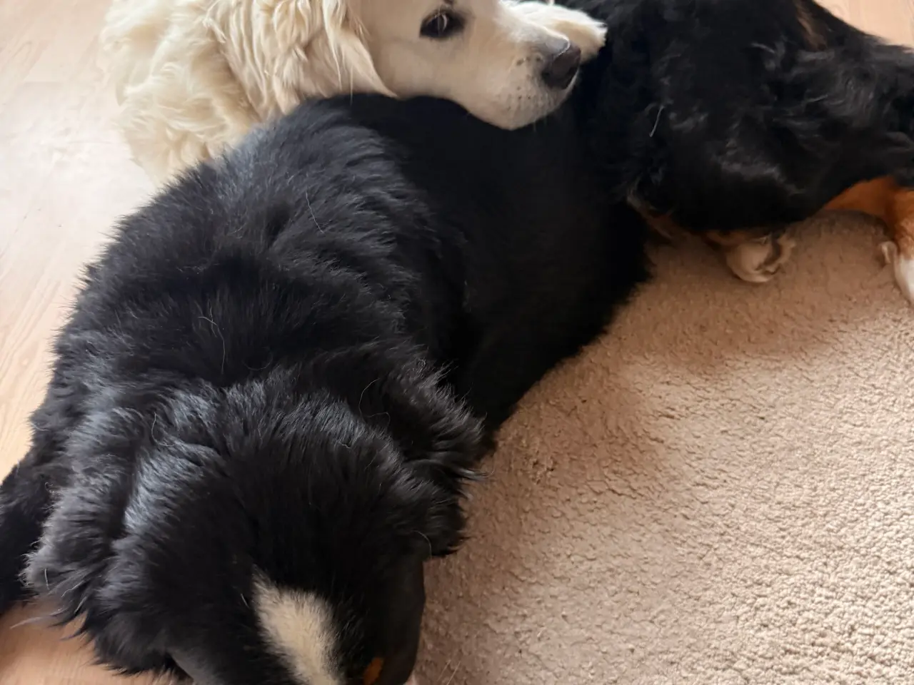Billede 2 - Berner sennen han hund til parring