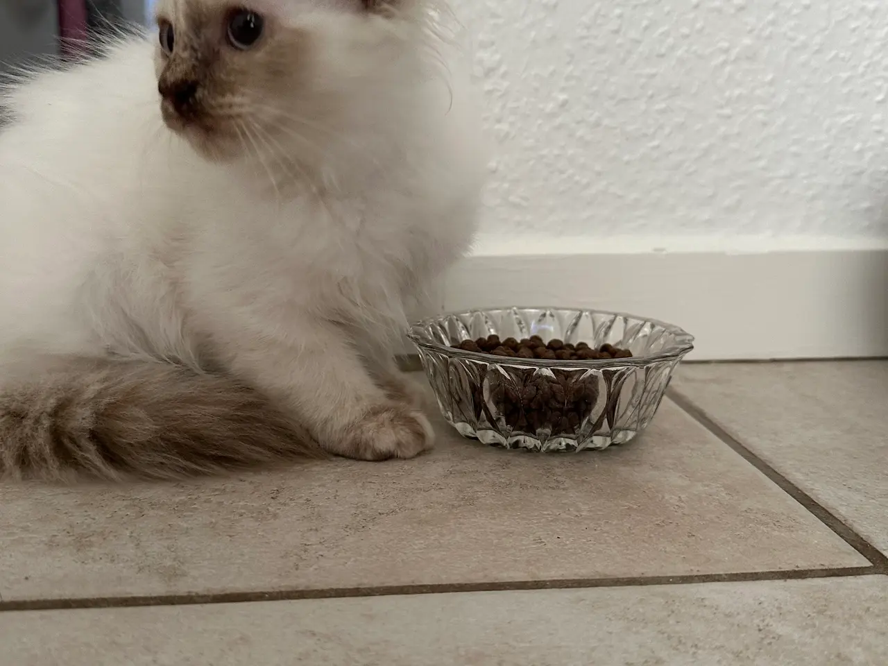 Billede 2 - Ragdoll / hellig birma