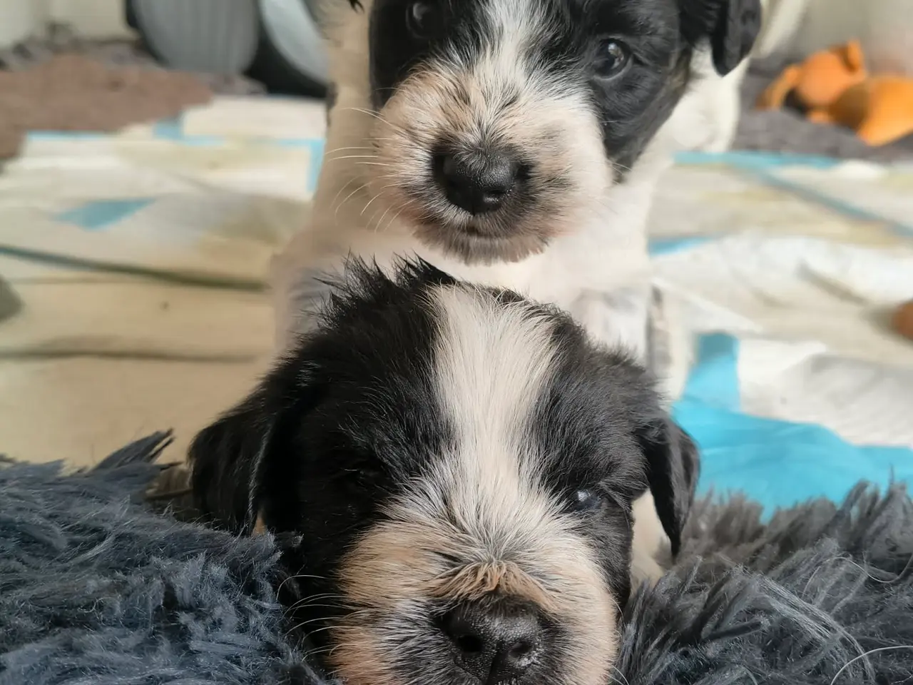 Billede 3 - Samojede/schapendoes hvalpe🩷🐾