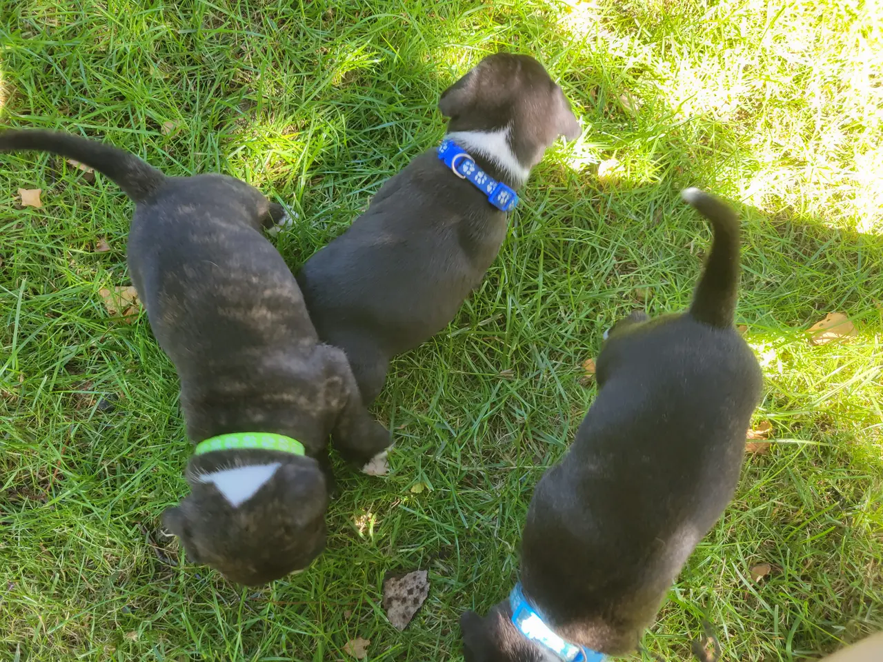 Billede 5 - Staffordshire Bull Terrier hvalpe