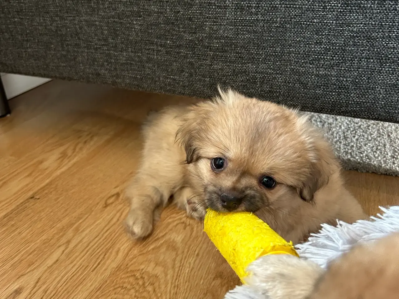 Billede 5 - 🐾 To skønne tævehvalpe søger deres nye, kærlige h