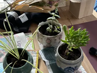 Stueplanter m potter