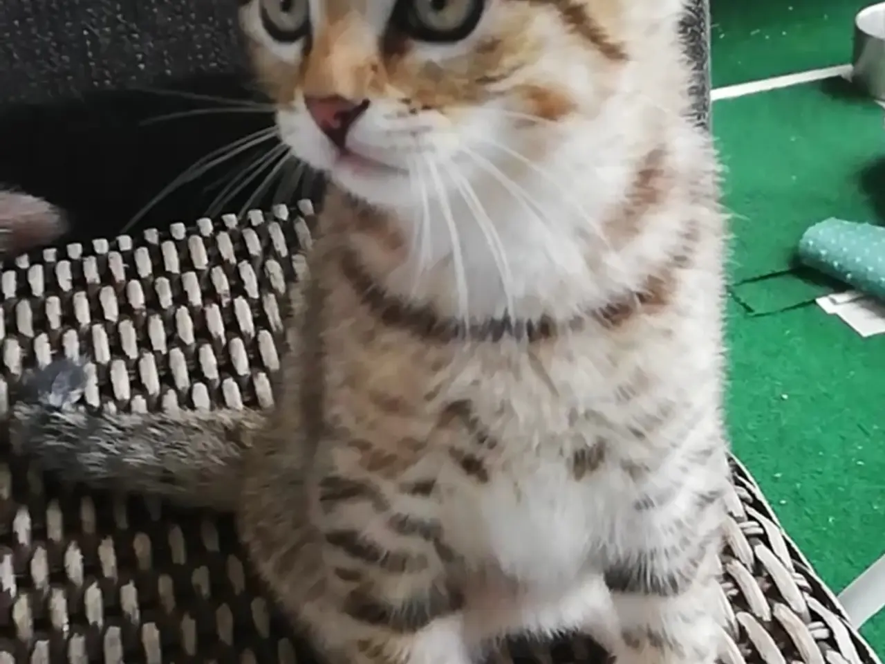 Billede 6 - Tiger – charmerende Scottish Fold han søger kærlig
