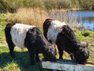 Galloway tyrekalve, stamtavle, økologiske