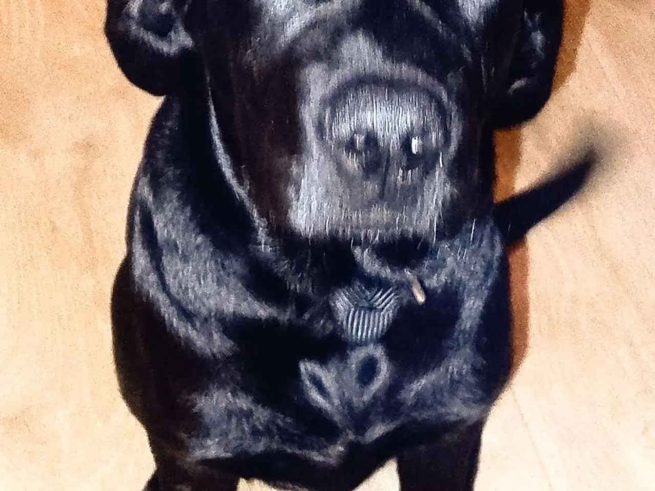 Billede 5 - Hund sælges