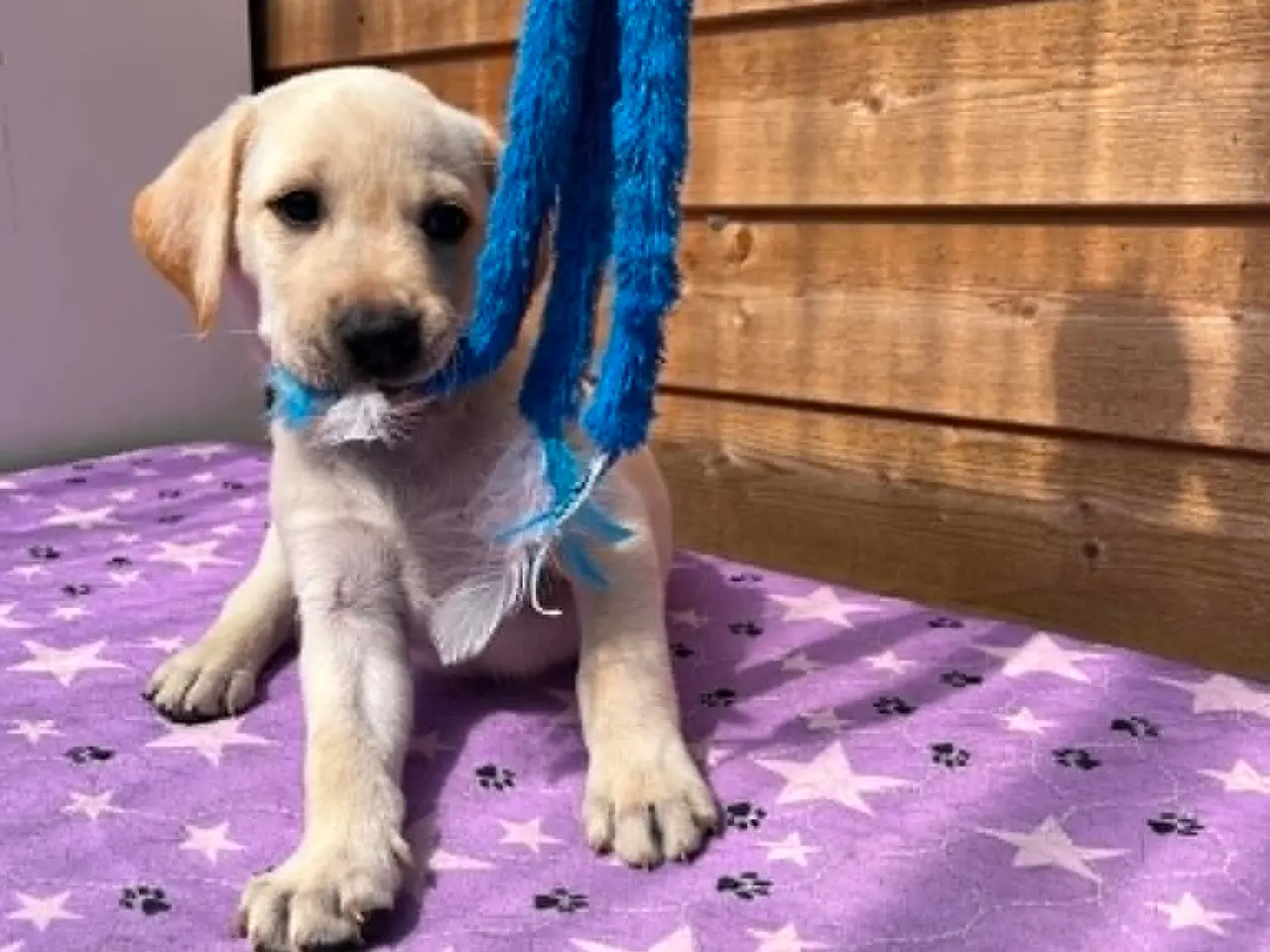 Billede 1 - 💛 Skøn gul Formel 1 Labrador han 💛