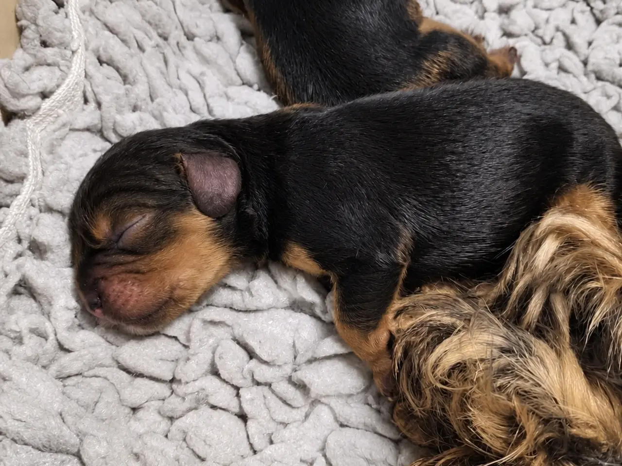 Billede 7 - Cavalier King Charles 