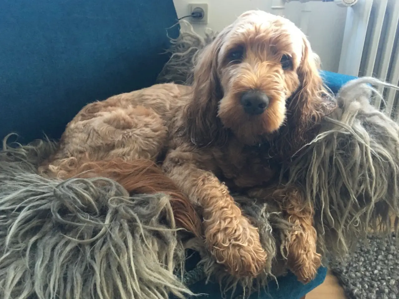 Billede 4 - Cockapoo cocker 