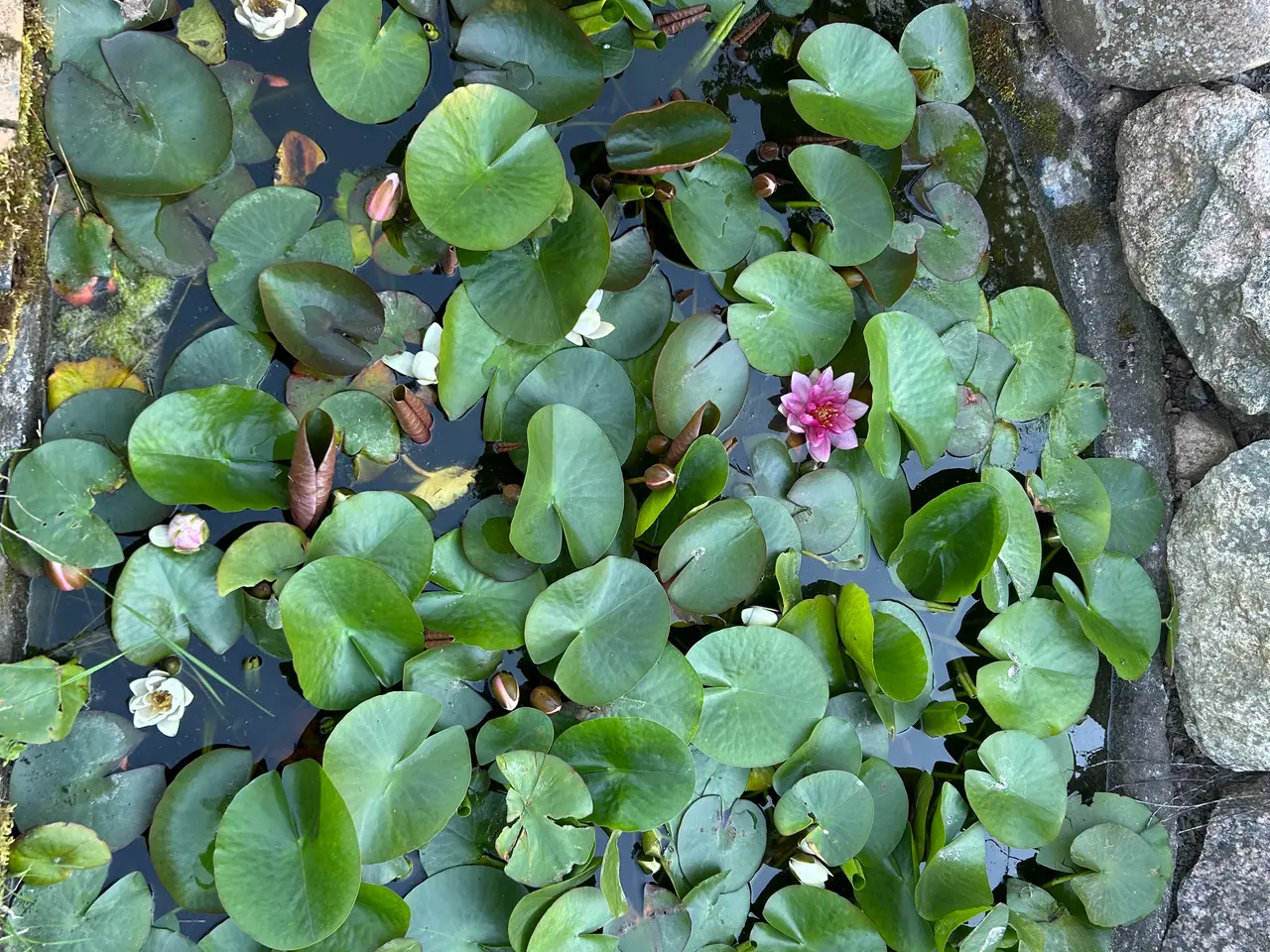 Billede 1 - Flotte nymphaea til bassin 