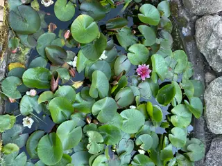 Flotte nymphaea til bassin
