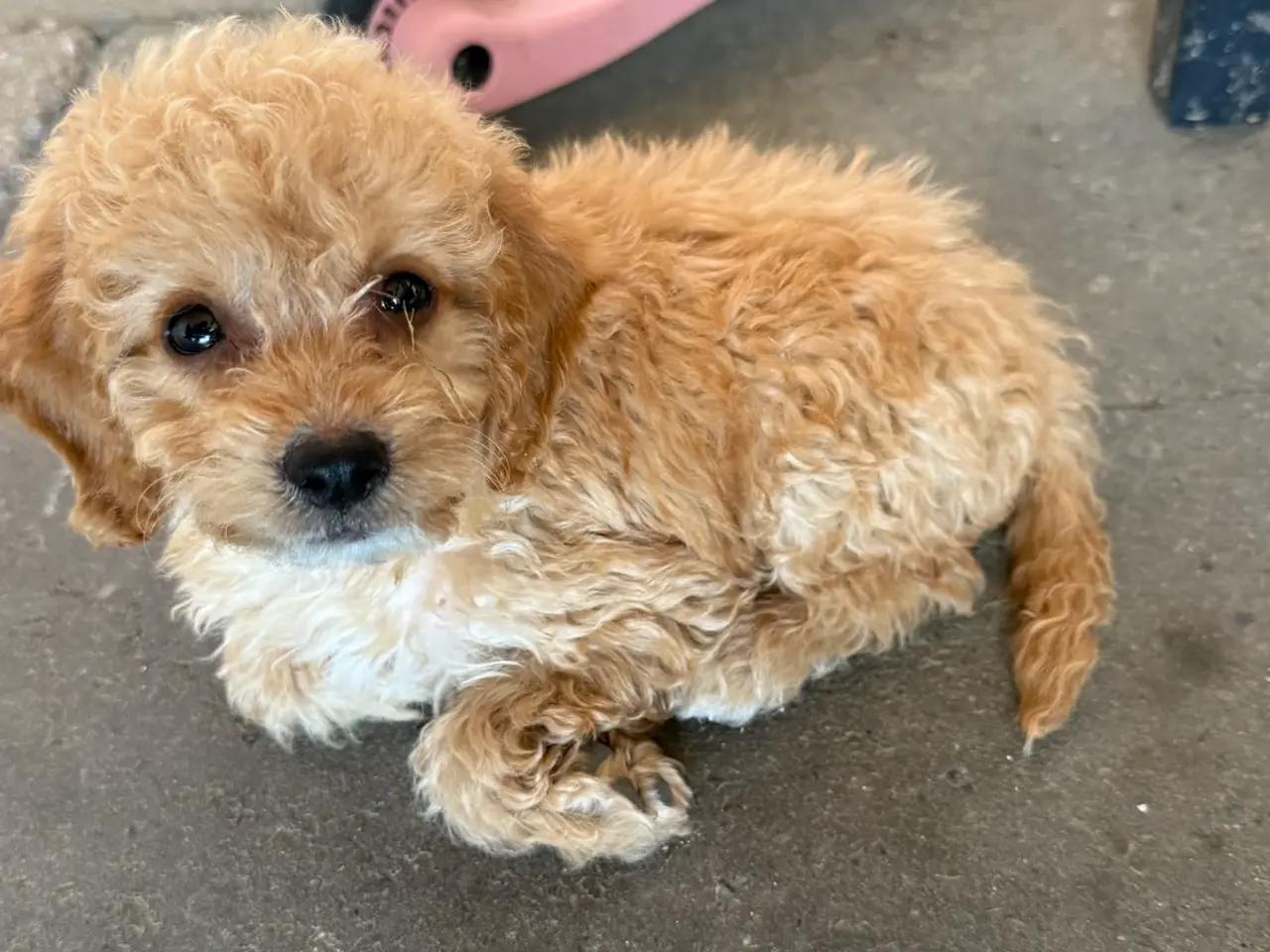 Billede 3 - Maltipoo - tæver