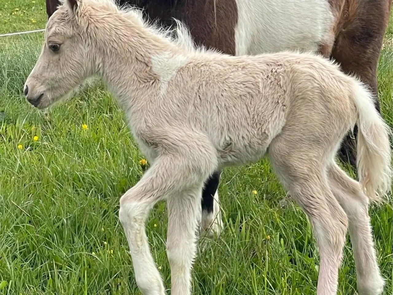Billede 6 - Welsh partbred hingsteføl