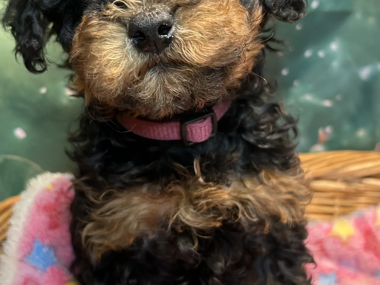 Billede 12 - Cavapoo 2 smukke Prinsesser ❤️