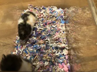 Guldhamster unger