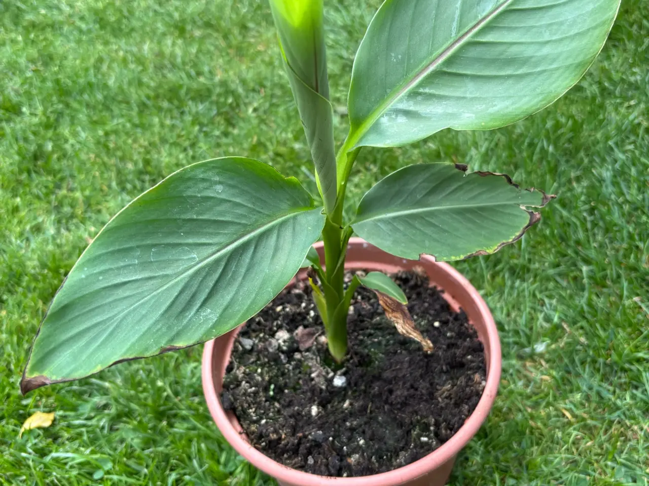 Billede 1 - Musa basjoo banan plante