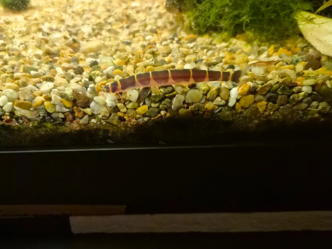Billede 9 - Pragtsmerlinger, Zebra smerling (Botia striata), k