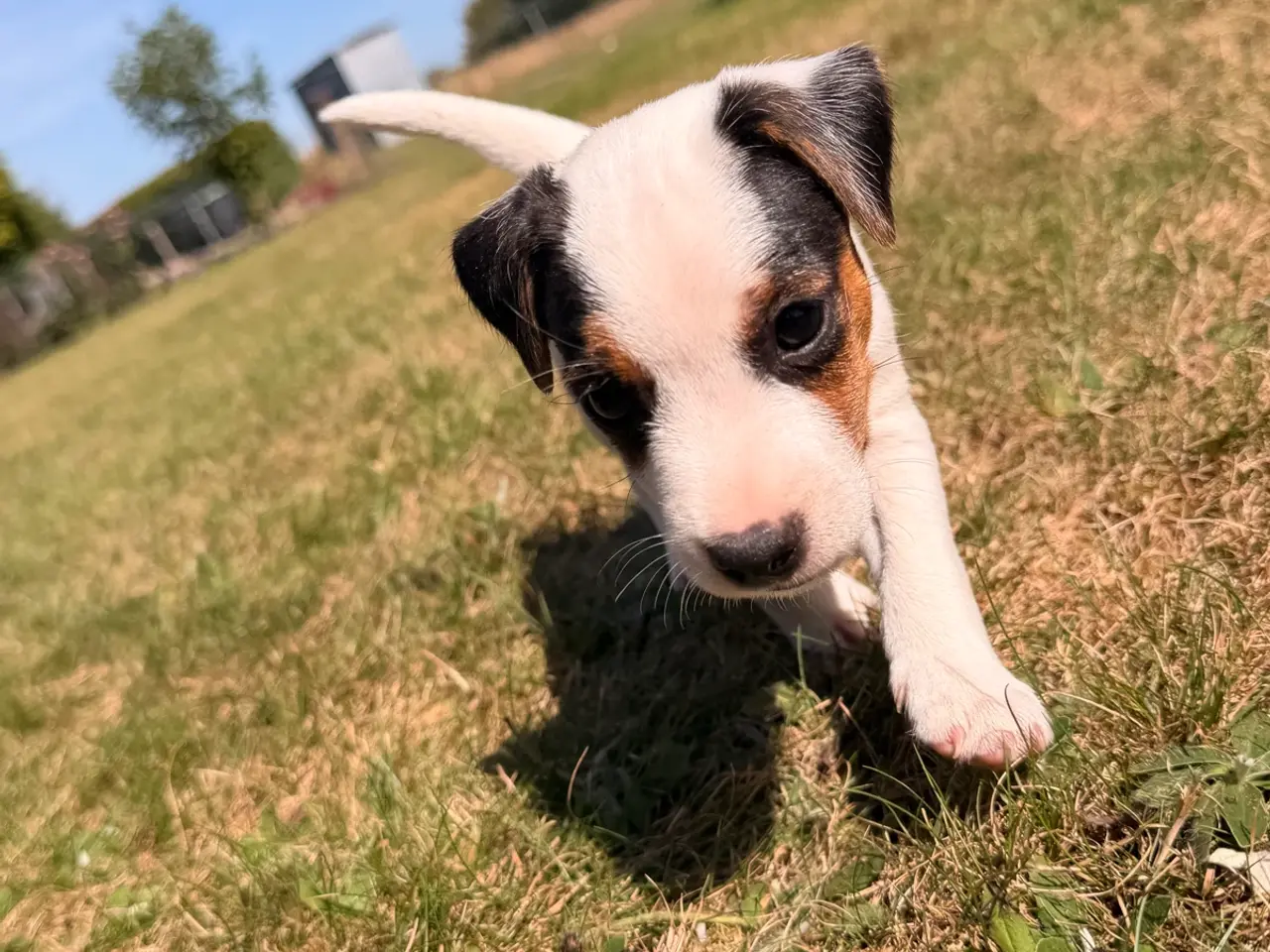Billede 5 - Jack Russel Terrier
