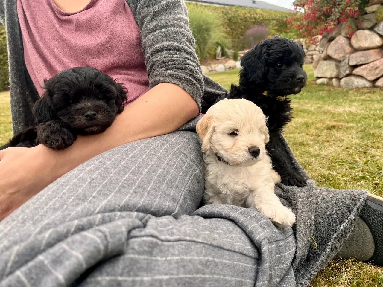 Billede 8 - ✨ Cavapoo-hvalpe søger et kærligt hjem ✨