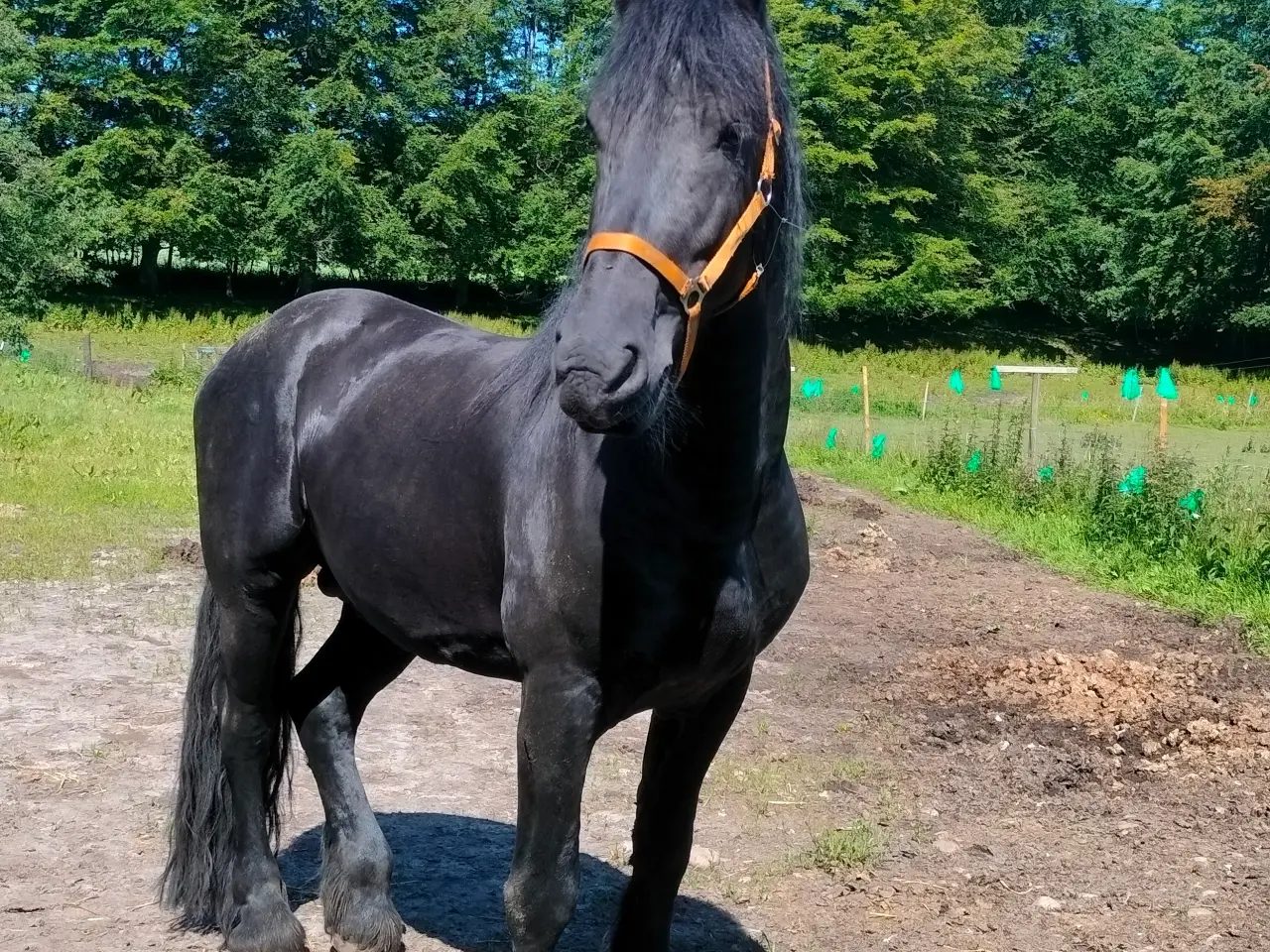 Billede 6 - Jackson af Doraterasminde 
