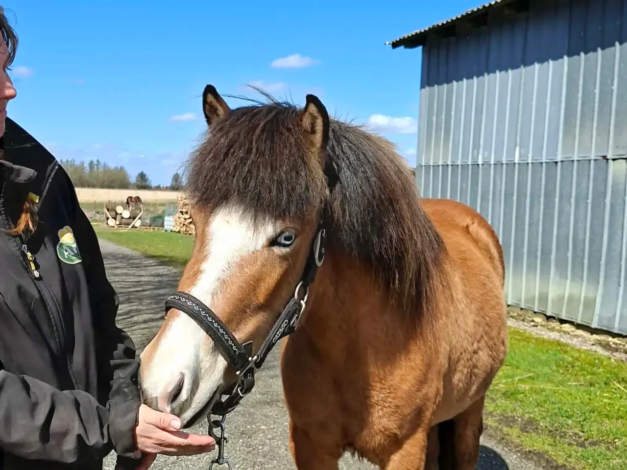 Billede 4 - Lækker islænderhoppe på 3 år