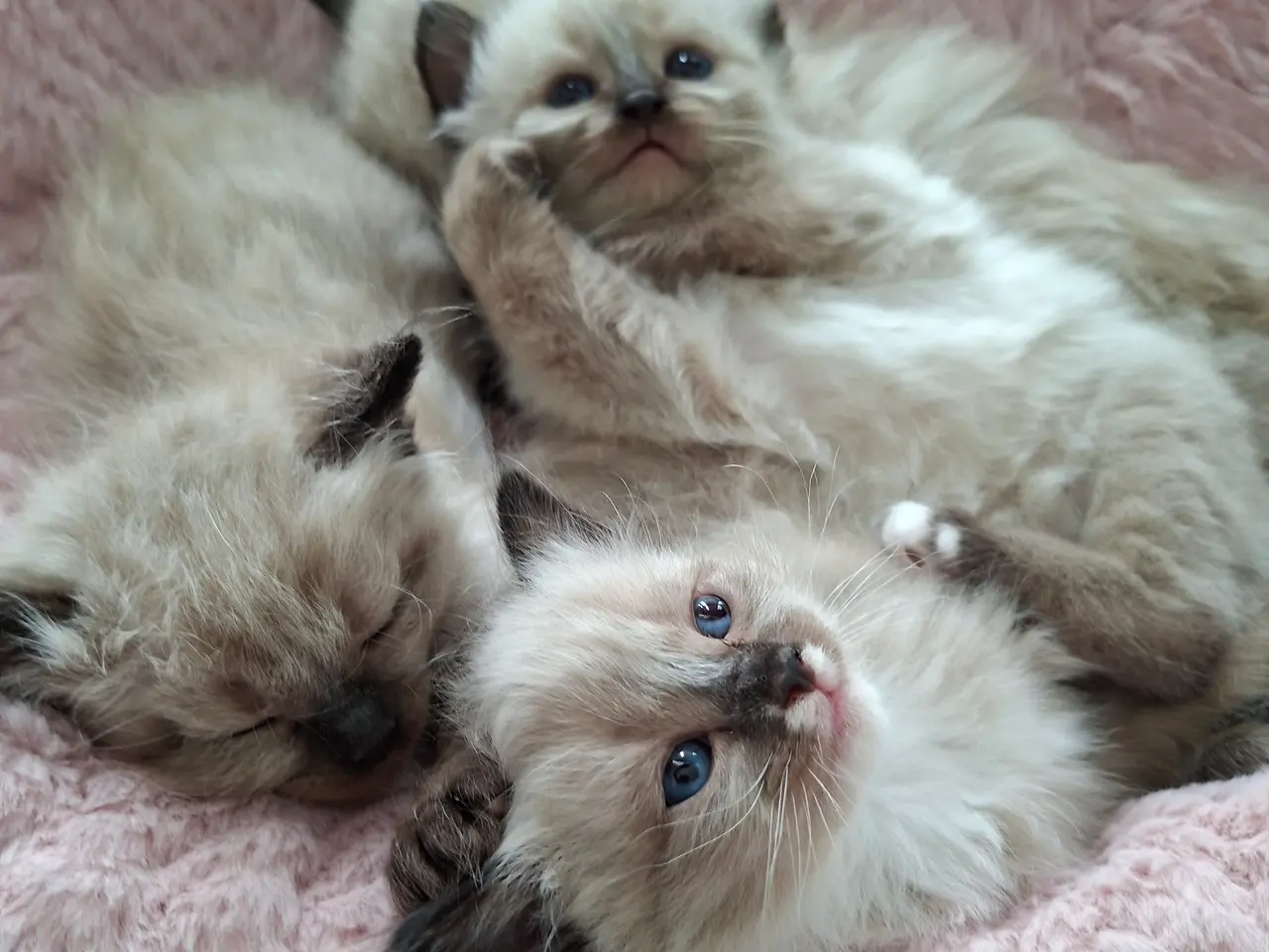 Billede 2 - Skønne Ragdoll killinger 🐾🤎