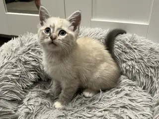Ragdoll blanding 