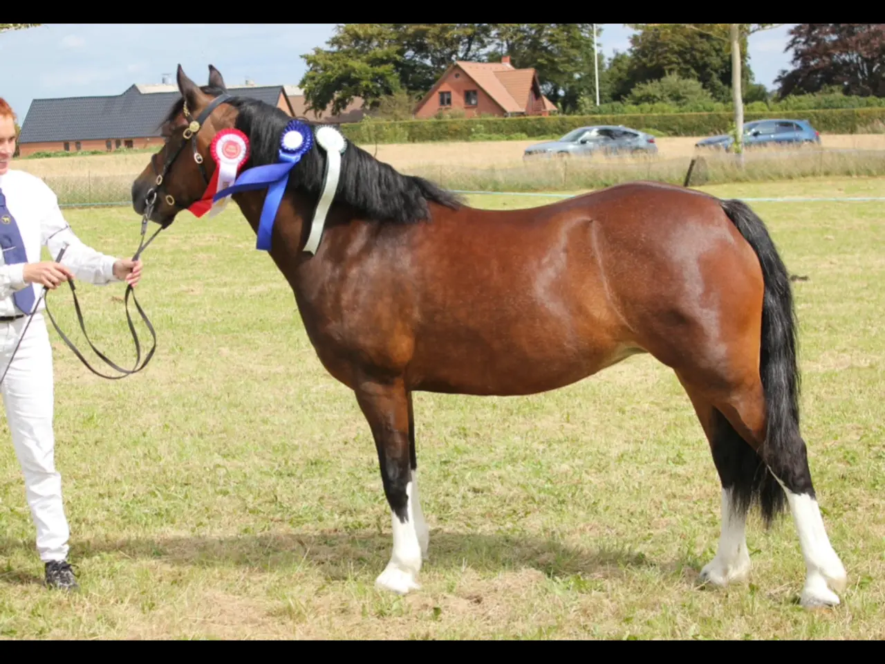 Billede 2 - Welsh sec c