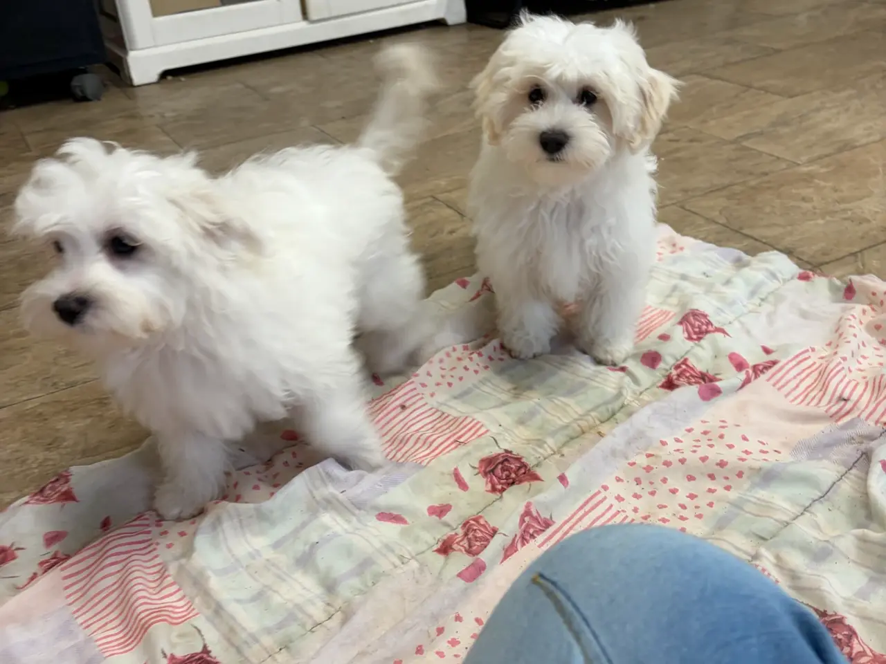 Billede 2 - 1 Maltipoo pige er rejse klar nu !