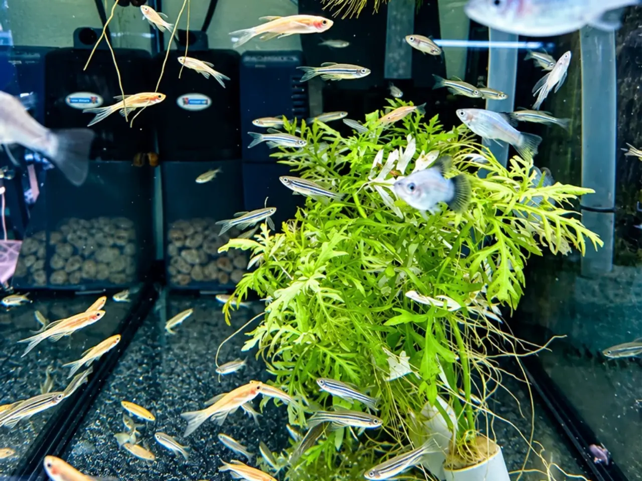 Billede 6 - Albino full platinum guppy