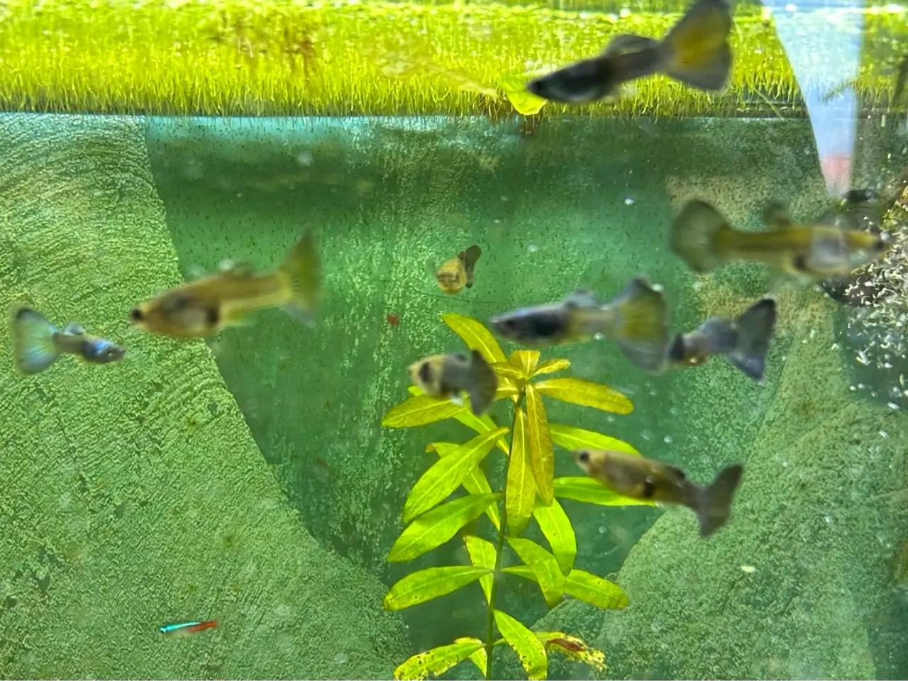 Billede 8 - 🐟🔵 Blue Moscow Guppy Par sælges - Viby J