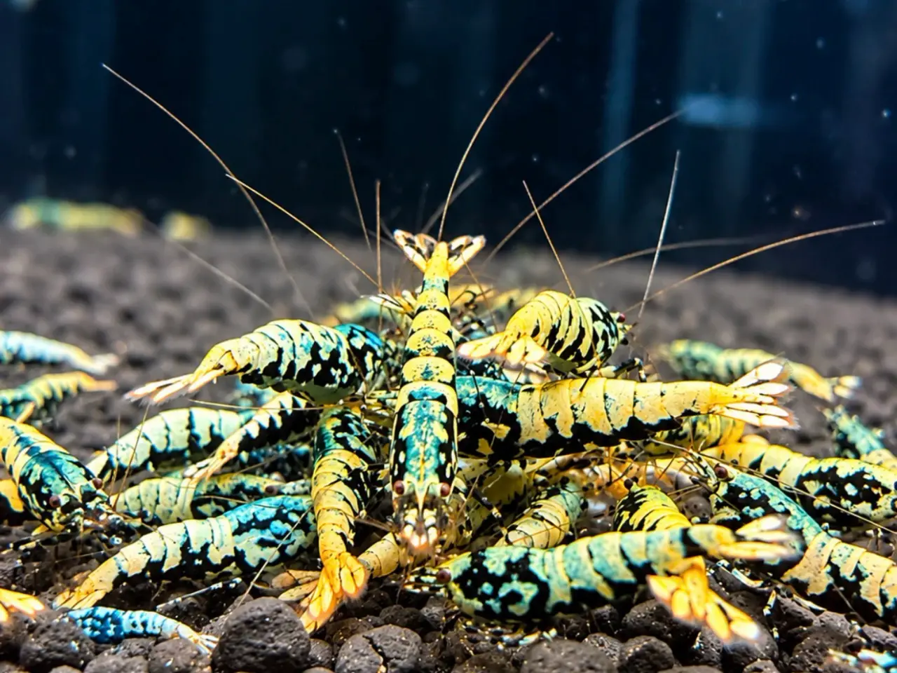 Billede 5 - Galaxy Fishbone Rejer – Caridina sp.