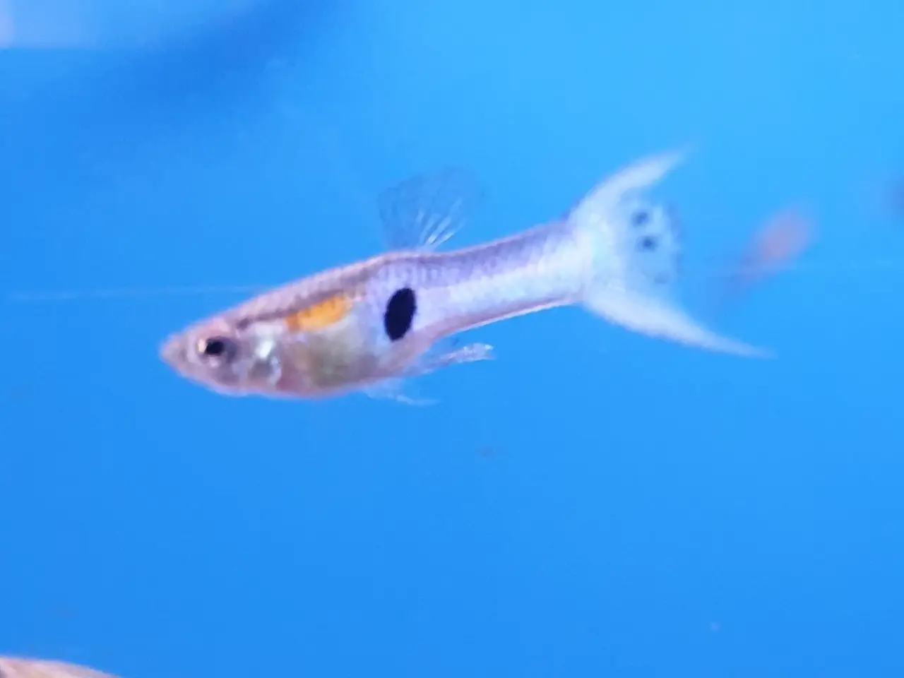 Billede 1 - Japan Blue Endler Guppy